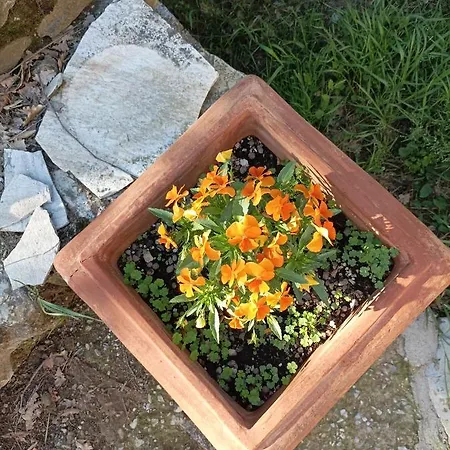 Lavanda E Ramerino